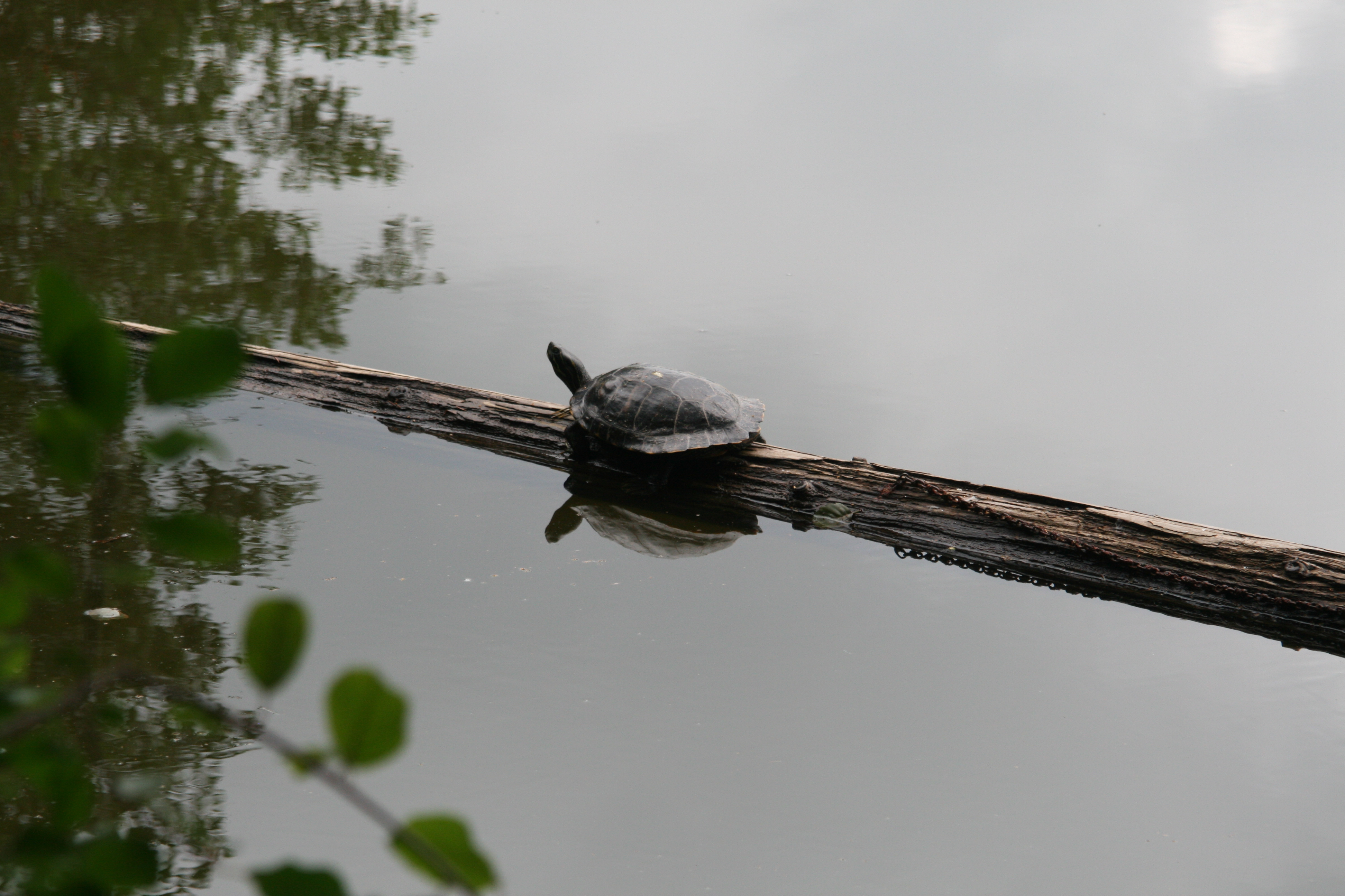 Schnappschildkröte im Elstersteinpark gefunden