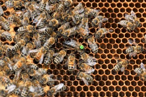 Bienenkönigin (Foto: Hans-Werner Krick)
