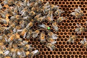 Bienenkönigin (Foto: Hans-Werner Krick)