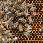 Imkerkurs für Einsteiger – Entdecken Sie die Welt der Bienen!