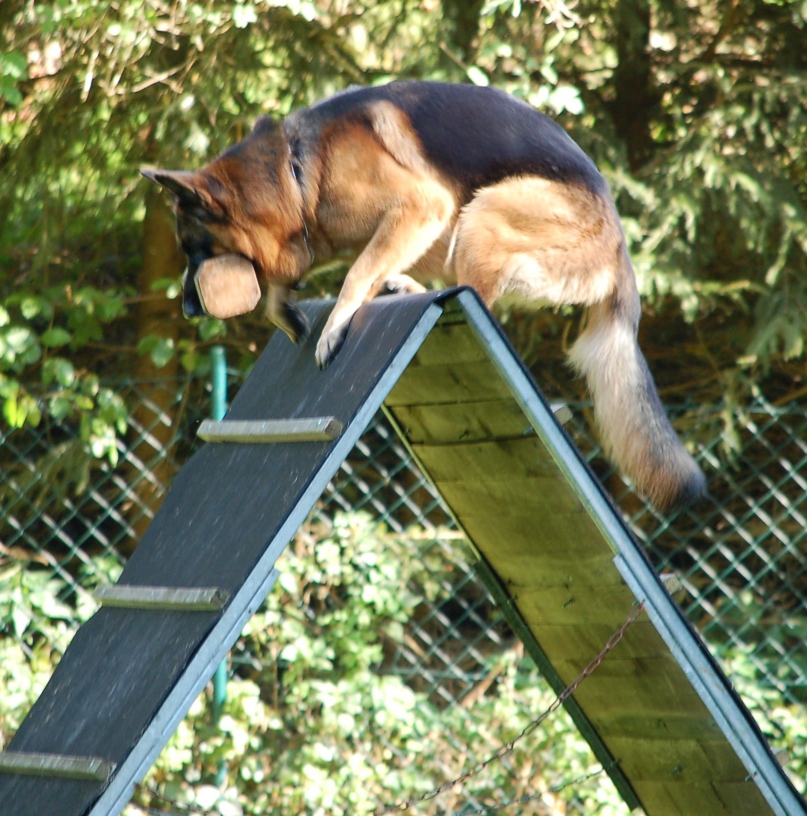 Herbstprüfung beim Verein für Deutsche Schäferhunde St.Ingbert