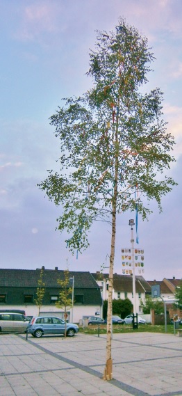 Pressemitteilung: Maibaumstellen der SPD Rohrbach vor der Rohrbachhalle