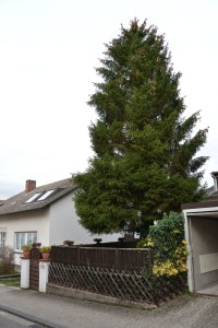 Tannenbaum (Foto: Haßdenteufel)