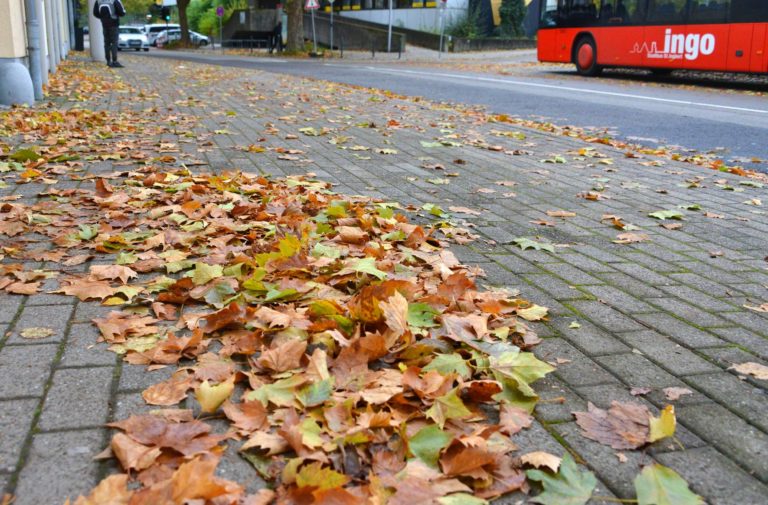 Herbstlaub — wie sieht es aus mit der Reinigungspflicht?