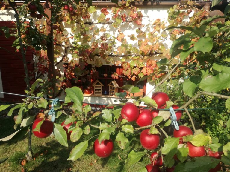 Der Gartenwettbewerb startet am 1. Juni in eine neue Runde