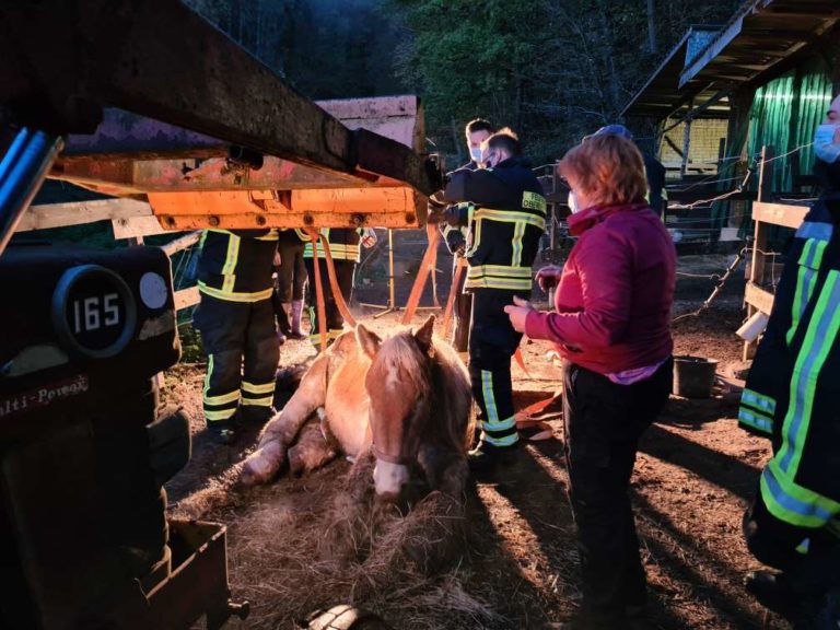 Pferd wieder auf 4 Beine gestellt