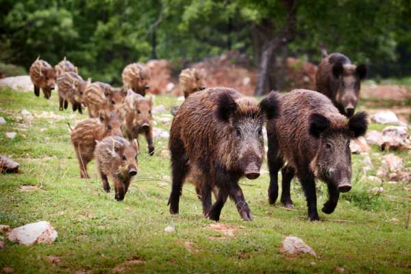 Wildschweinplage  im St. Ingberter Stadtgebiet