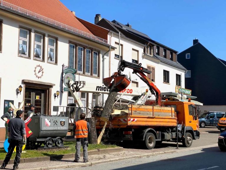 Fällung der Linde vor dem ehemaligen Rathaus Hassel