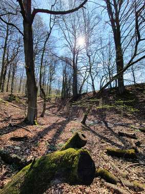 Waldbaden – Gesundheit und Entspannung tanken