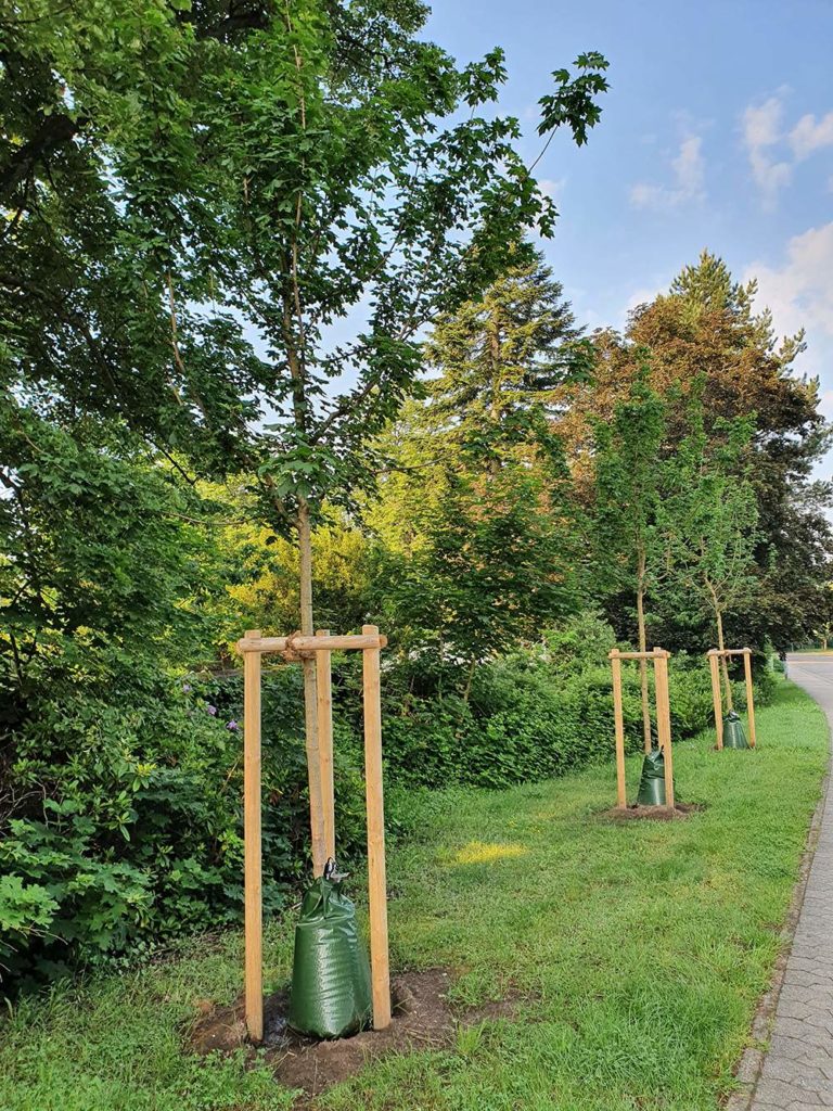 Bewässerungssäcke für Straßenbäume im St. Ingberter Stadtgebiet