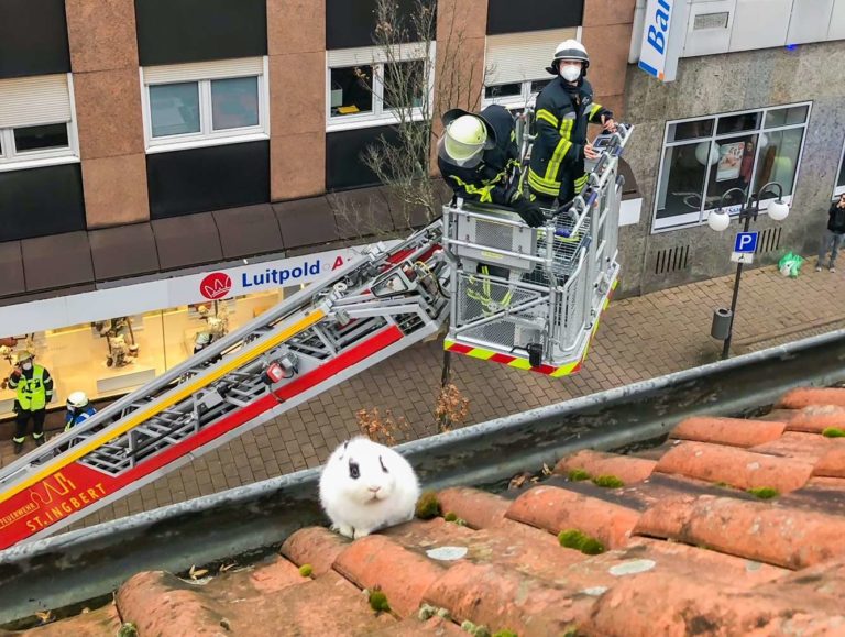 Feuerwehr bewahrt Kaninchen vor tödlichem Absturz aus Dachrinne