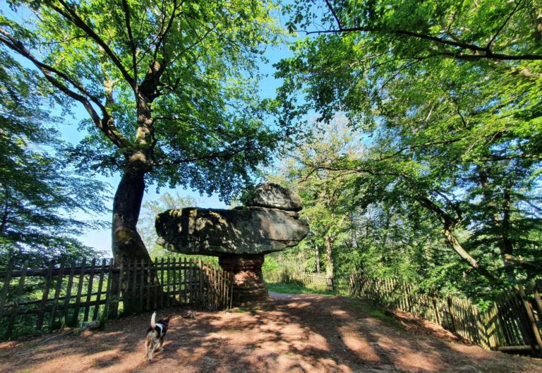 Sagen, Wald und Wanderlust – am „Wanderbaren Freitag“ rauf auf St. Ingberts legendenumrankten Hausberg