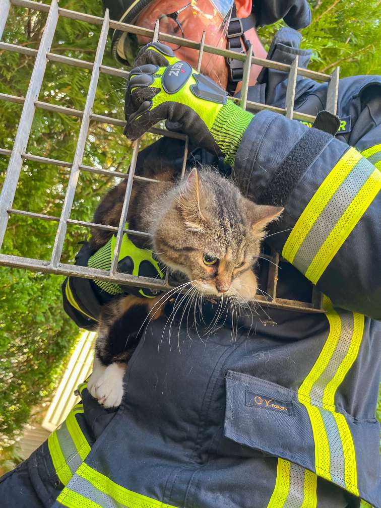 Katz und Maus Spiel endet glimpflich: Feuerwehr St. Ingbert rettet Kater und Maus aus prekärer Lage