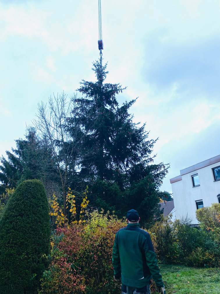 Der Weihnachtsbaum bezieht seinen Platz vor der Alten Kirche