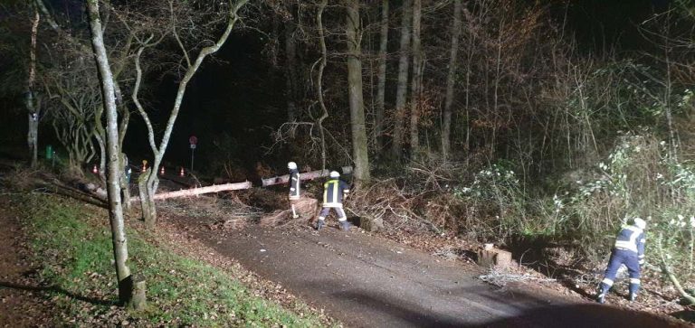 Umgestürzter Baum versperrt Zugang zum Glashütter Weiher