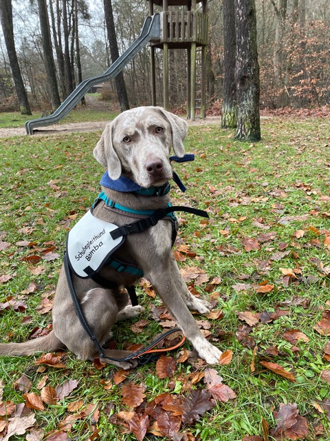 Schulhund „Bamba“ in der Pestalozzischule in Hassel