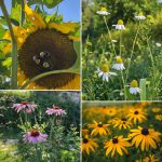 Stauden statt Rasen – Ein Anfängerkurs durch das Gartenjahr