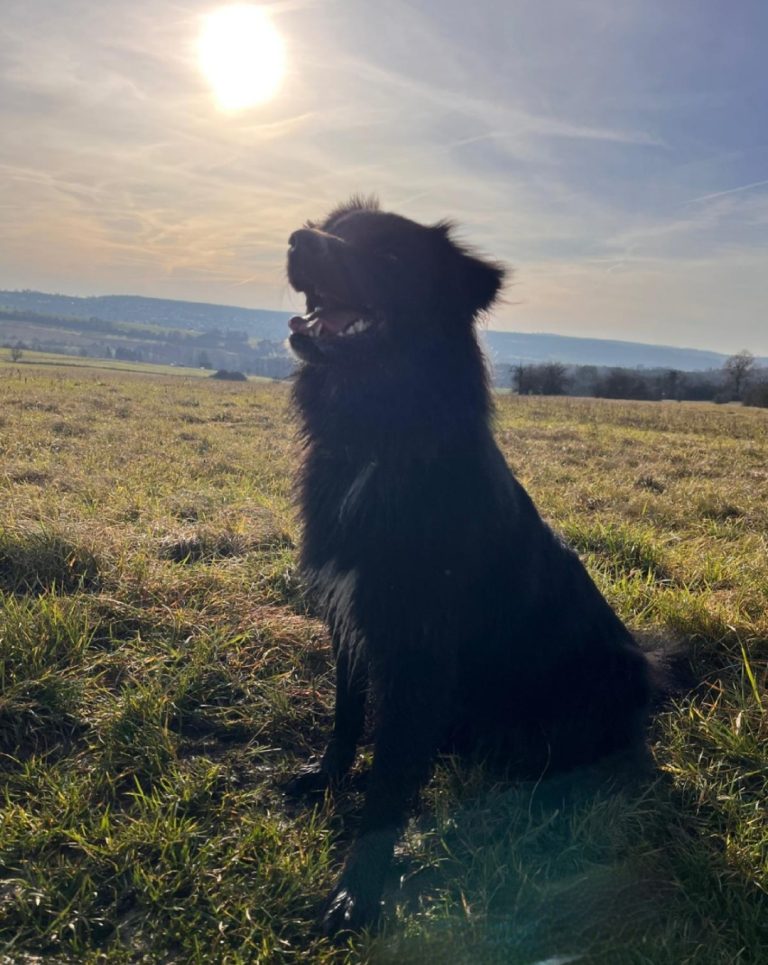 Hunde müssen bei der Stadtverwaltung angemeldet werden