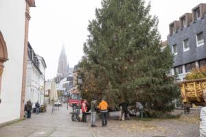 Aufstellung Weihnachtsbaum 2020